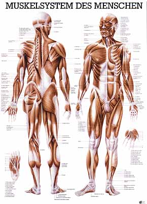 Muskeln Mensch